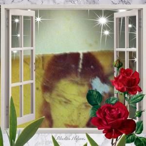 Meet your Posher, Paulette